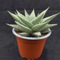 Which succulents survive a UK winter outdoors Which succulents survive a UK winter outdoors