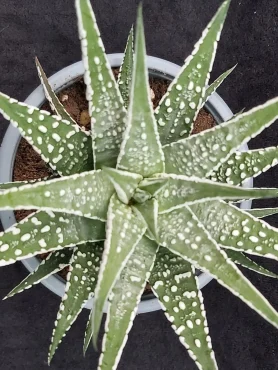 Haworthia 5