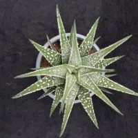 Haworthia 6
