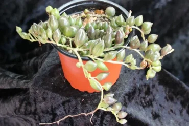Senecio 1