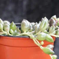 Senecio 2