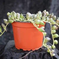 Types of Senecio plants